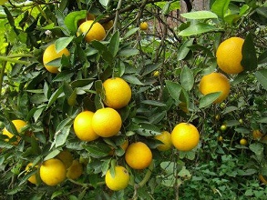 經(jīng)過(guò)太陽(yáng)能殺蟲(chóng)燈防治的柑桔園