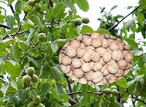 經(jīng)過(guò)太陽(yáng)能殺蟲(chóng)燈防治后的核桃圖片