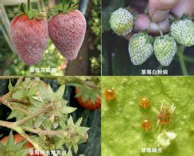 草莓的病蟲(chóng)害